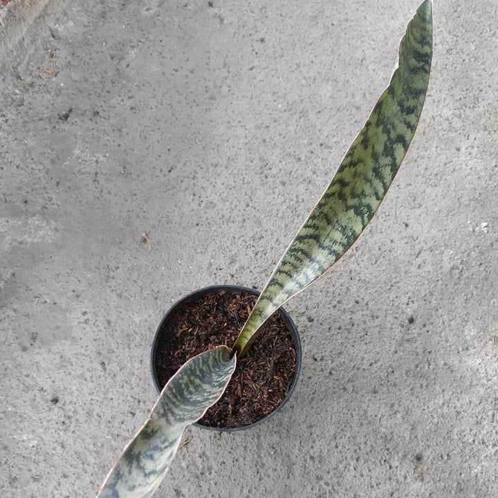 sansevieria marpuah