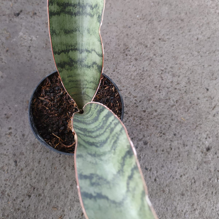 sansevieria marpuah