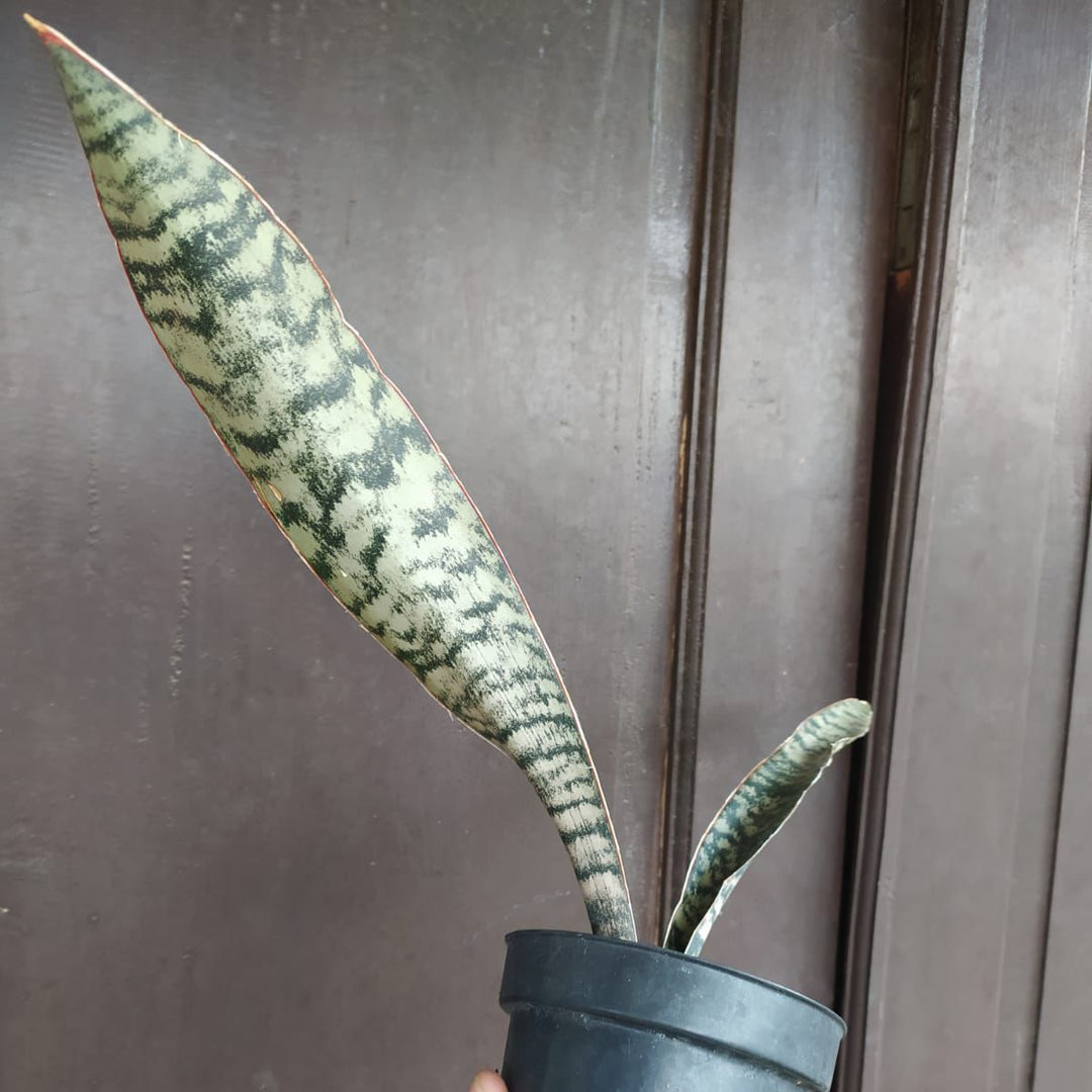 sansevieria marpuah