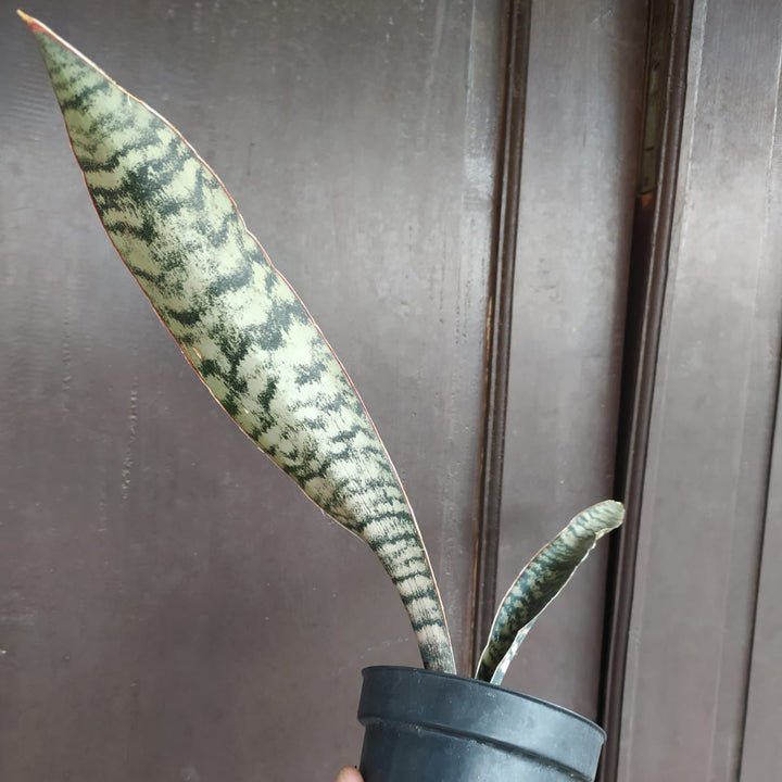 sansevieria marpuah