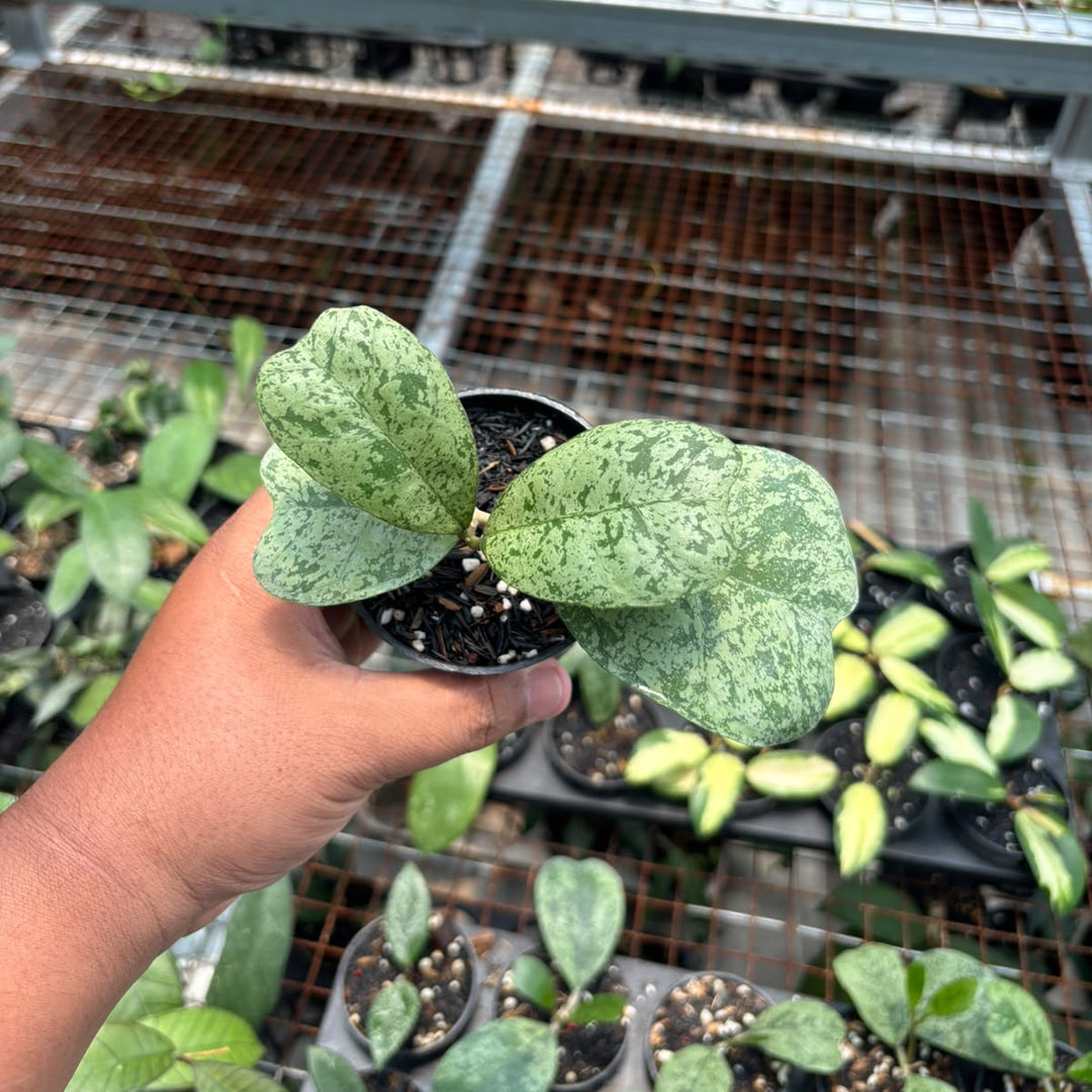 Hoya deykeae morning dew
