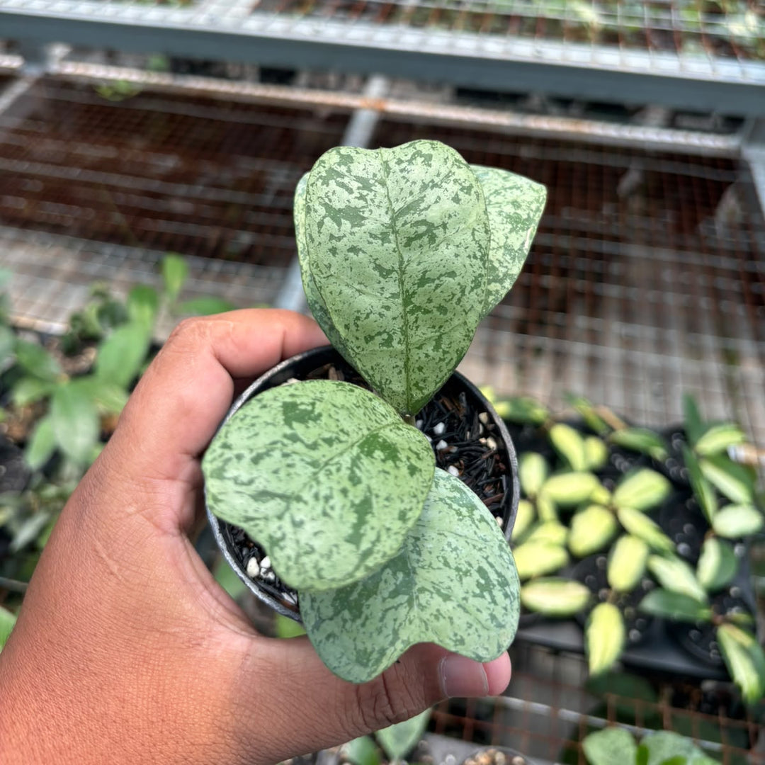 Hoya deykeae morning dew