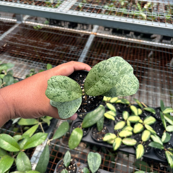 Hoya deykeae morning dew