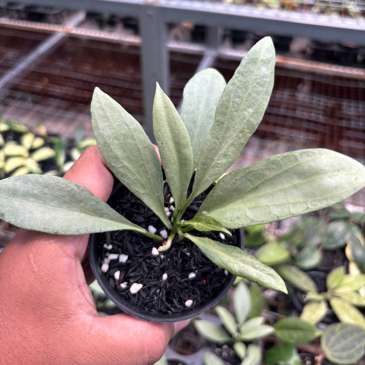 Hoya nicola guenia ghost