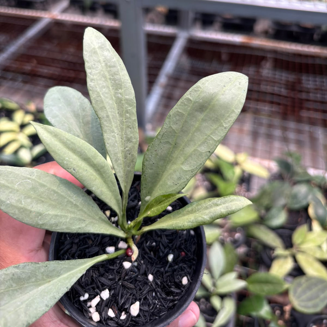 Hoya nicola guenia ghost