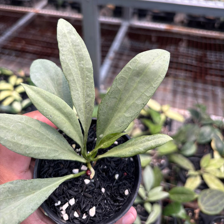 Hoya nicola guenia ghost