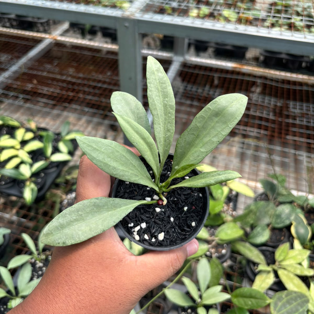 Hoya nicola guenia ghost