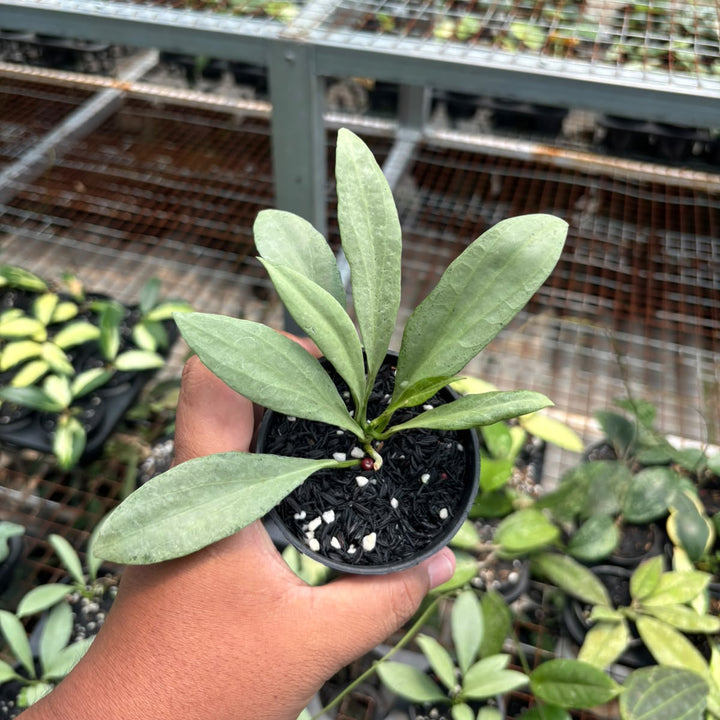 Hoya nicola guenia ghost