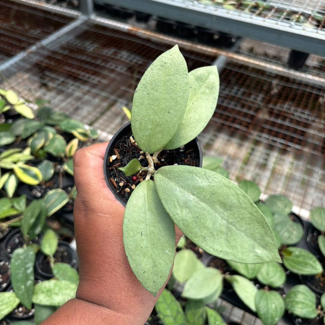 Hoya sp menak sopal