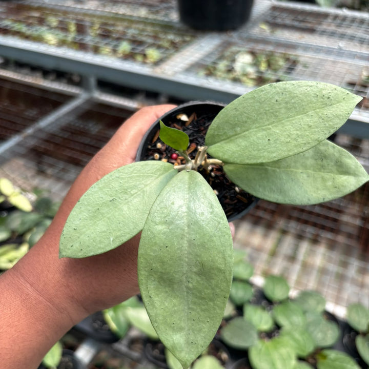 Hoya sp menak sopal