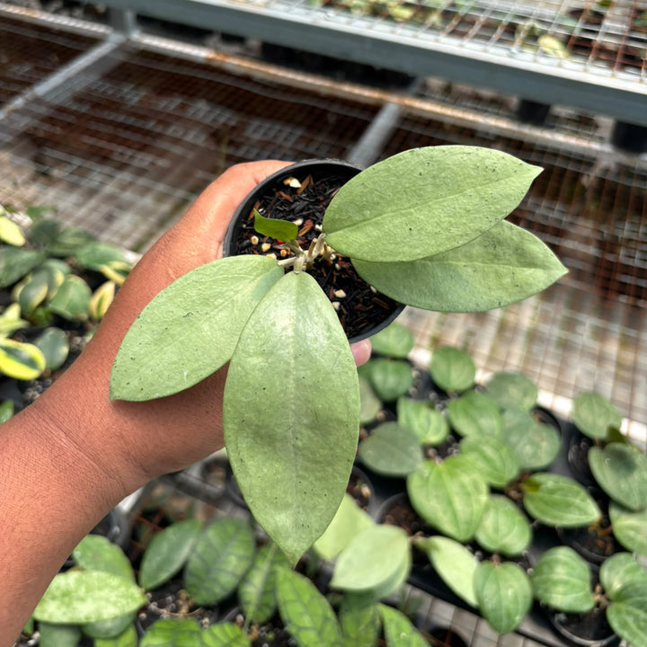 Hoya sp menak sopal