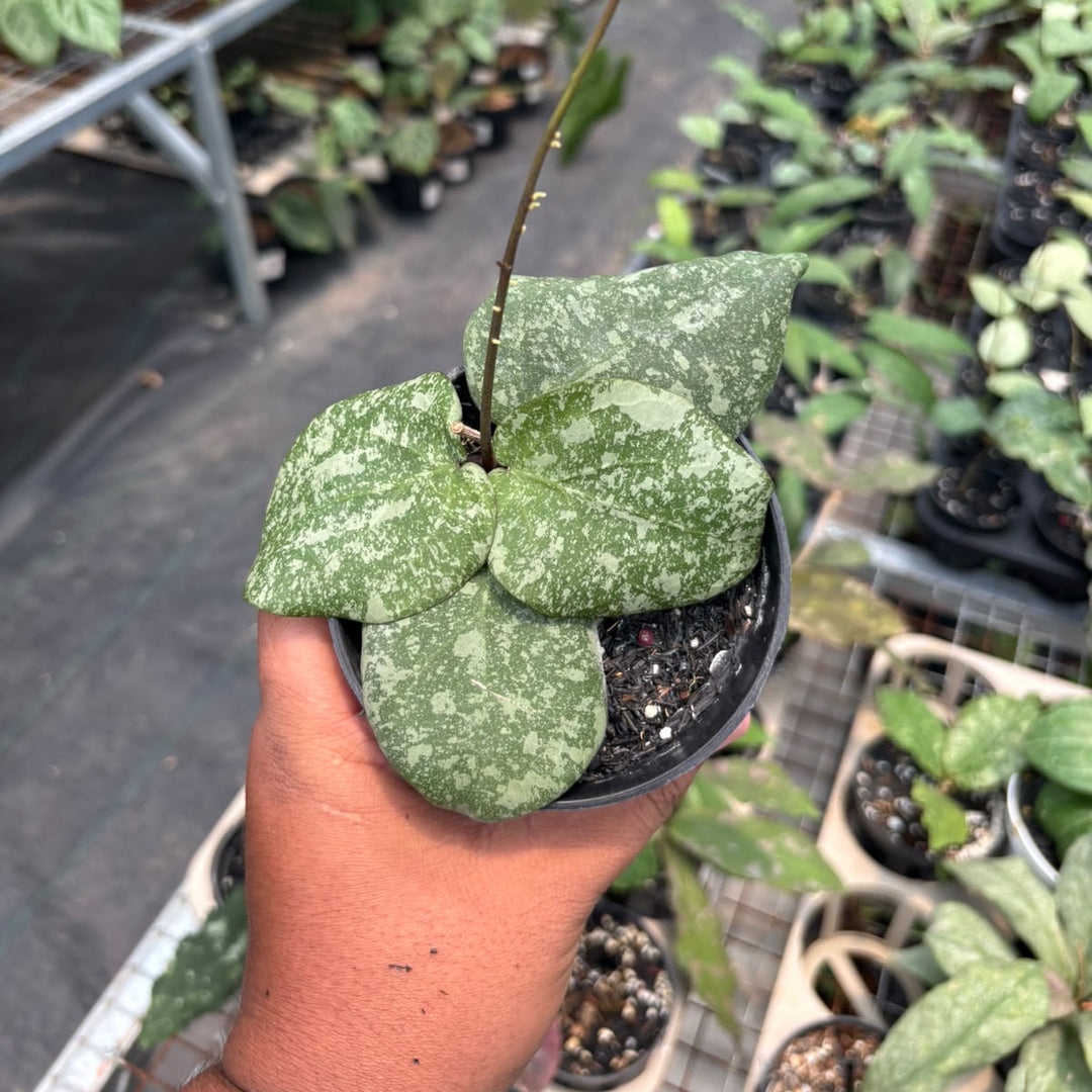 Hoya cinnamomifolia x imbricata