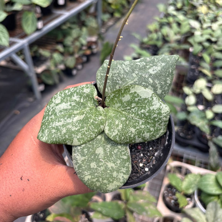 Hoya cinnamomifolia x imbricata