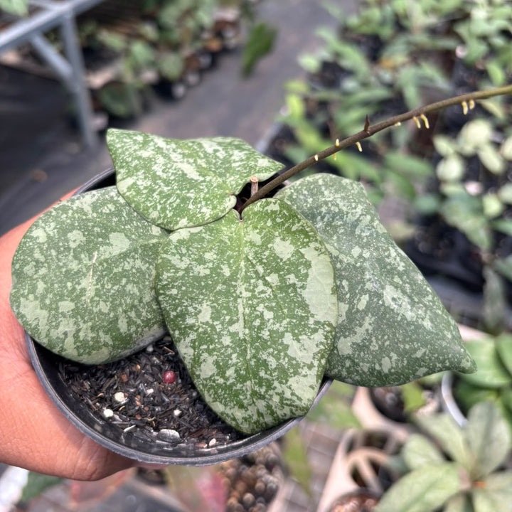 Hoya cinnamomifolia x imbricata
