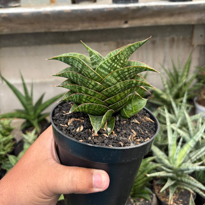 Sansevieria  marsha anjani x sindoro