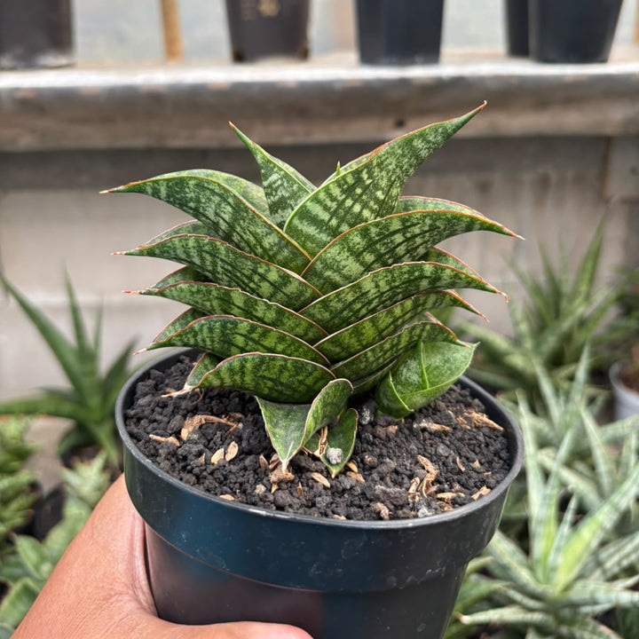 Sansevieria  marsha anjani x sindoro
