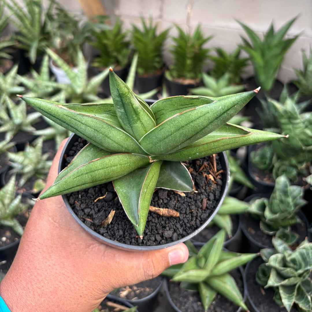 Sansevieria Rajawali