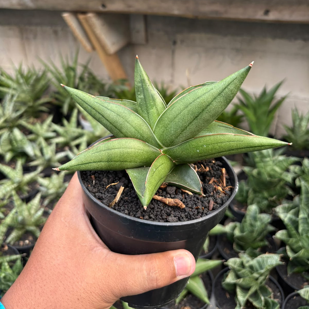 Sansevieria Rajawali