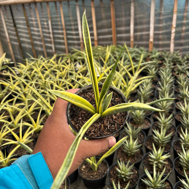 sansevieria uganda