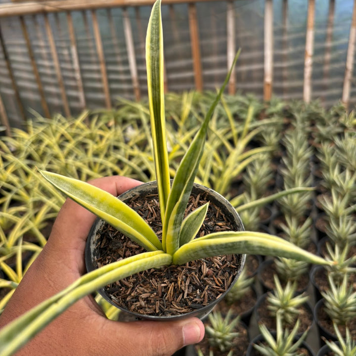 sansevieria uganda
