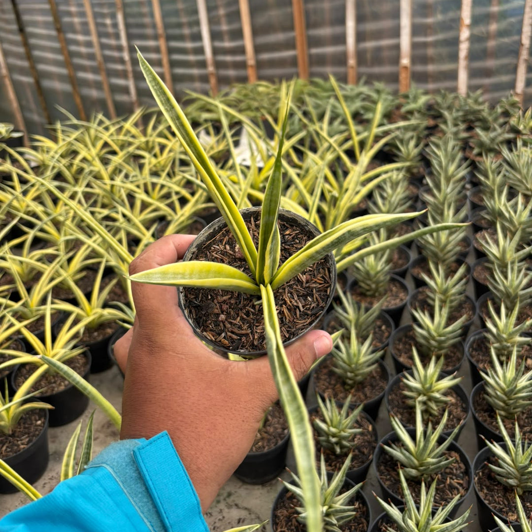 sansevieria uganda