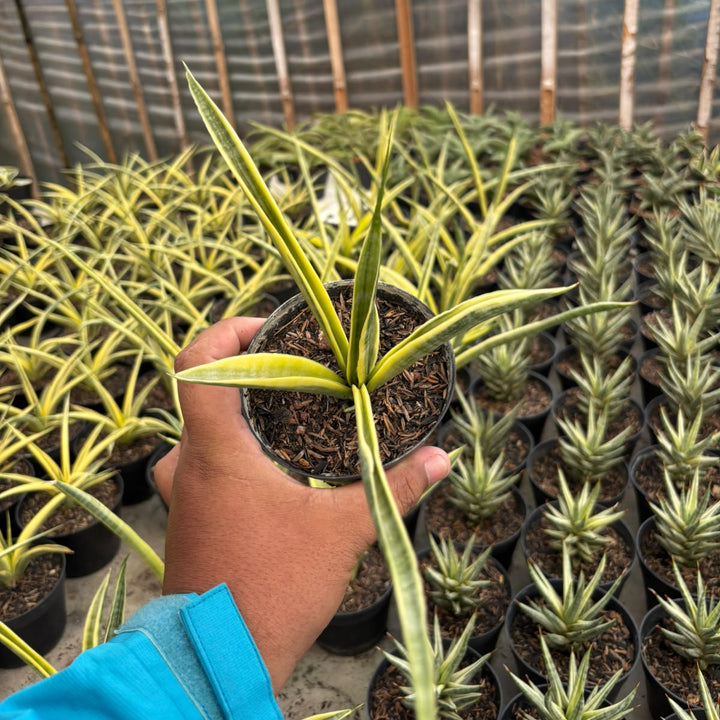 sansevieria uganda