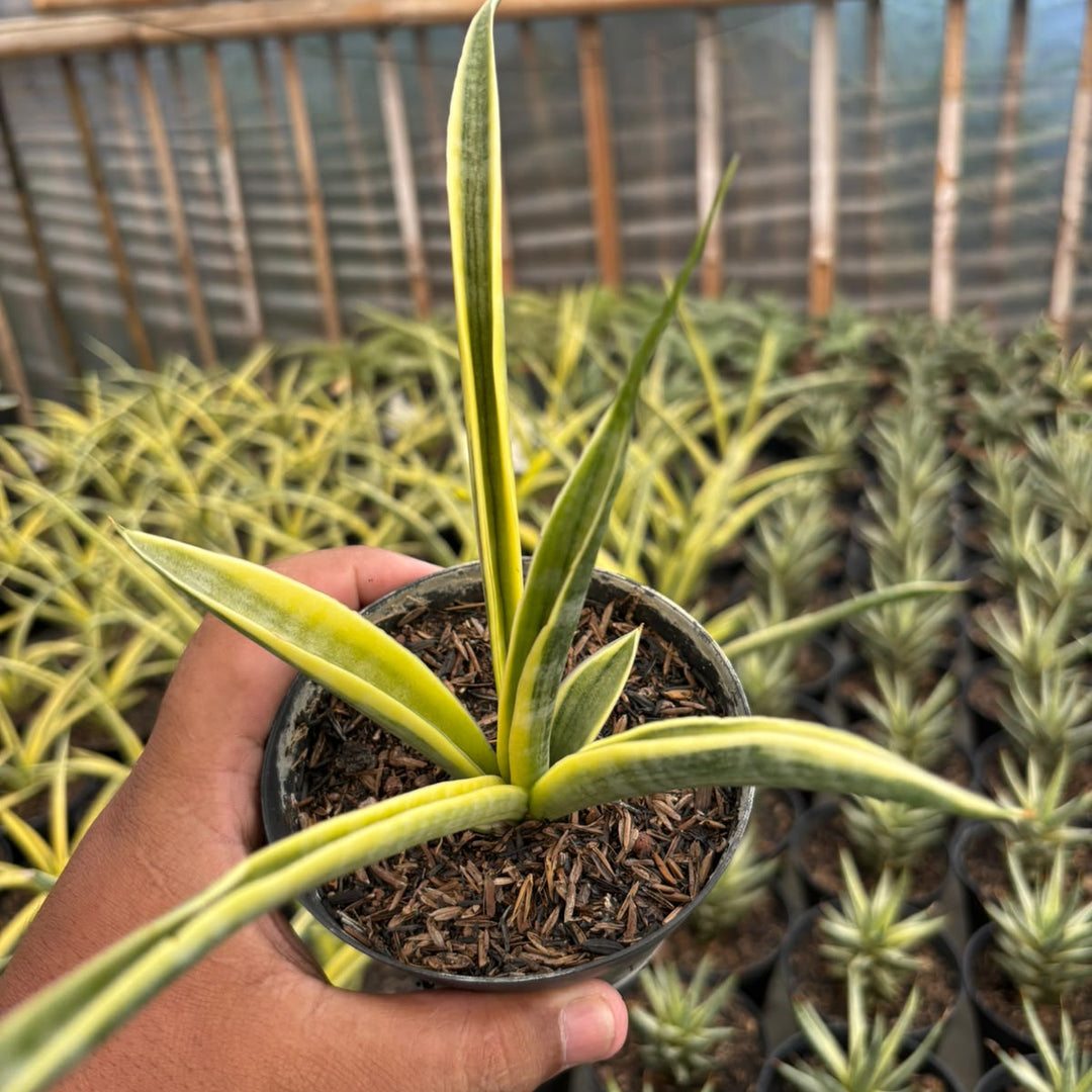 sansevieria uganda
