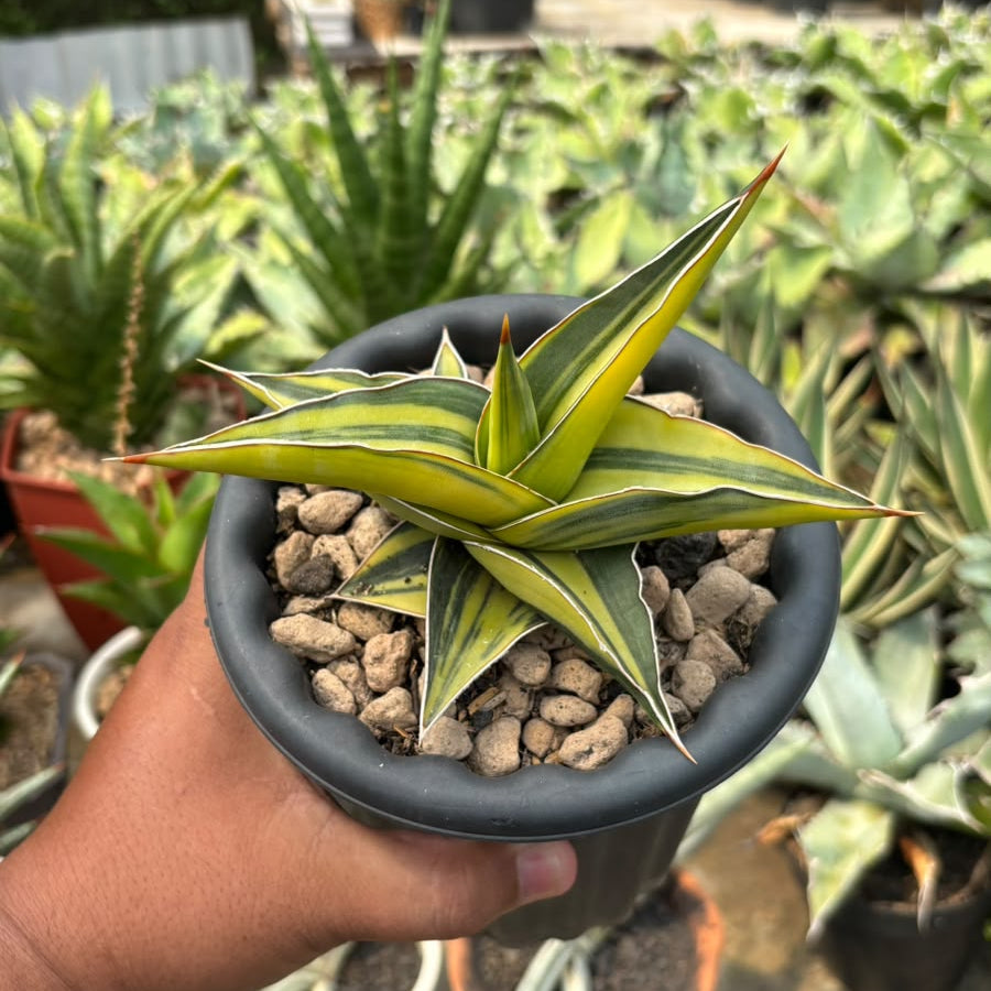 EXACT PLANT Sansevieria JBT variegated