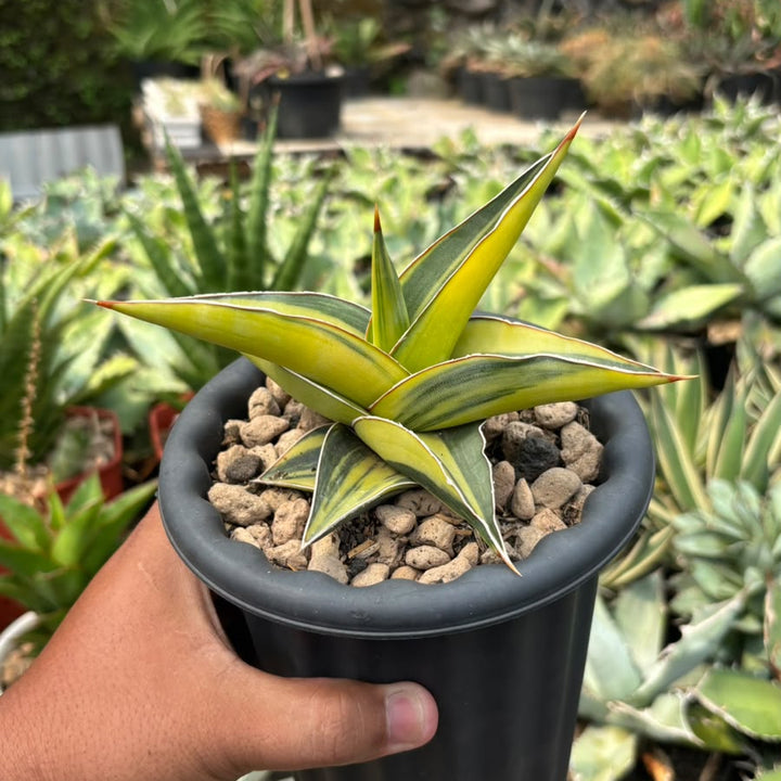 EXACT PLANT Sansevieria JBT variegated