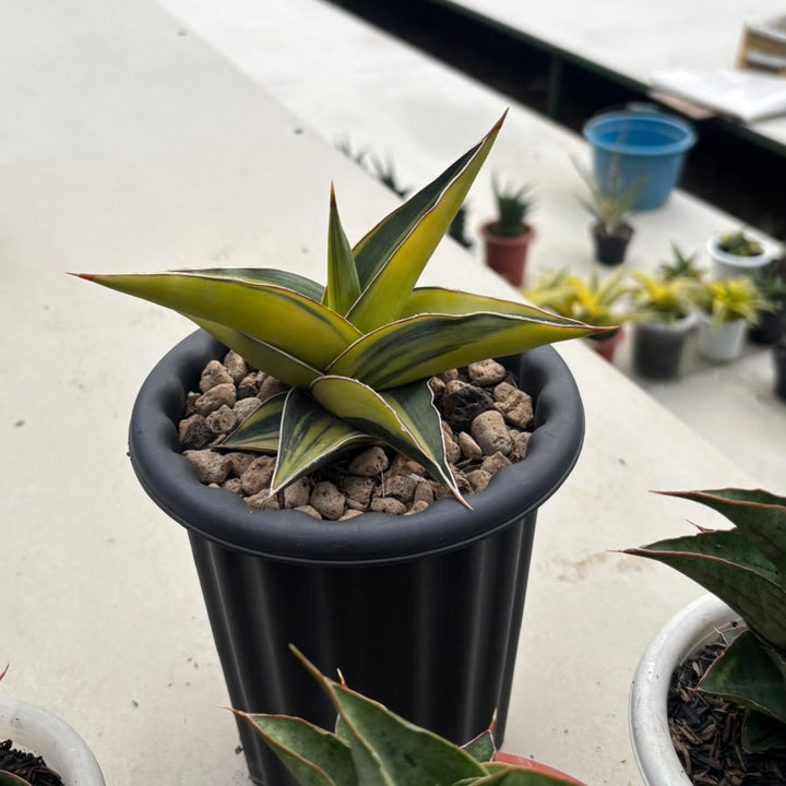 EXACT PLANT Sansevieria JBT variegated