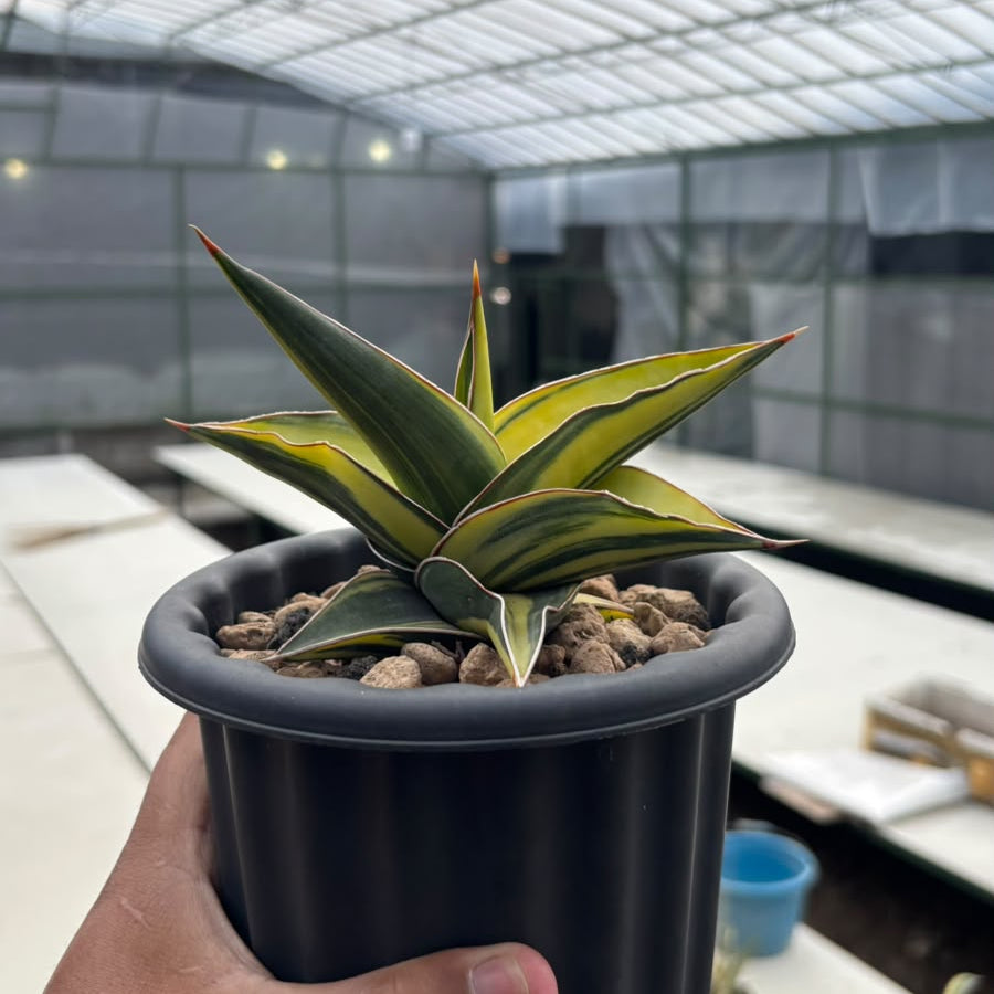 EXACT PLANT Sansevieria JBT variegated