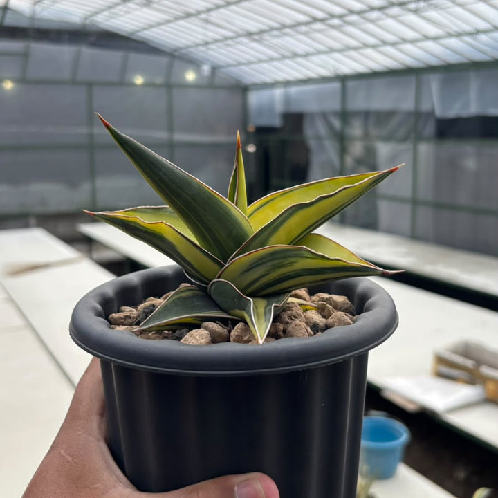 EXACT PLANT Sansevieria JBT variegated