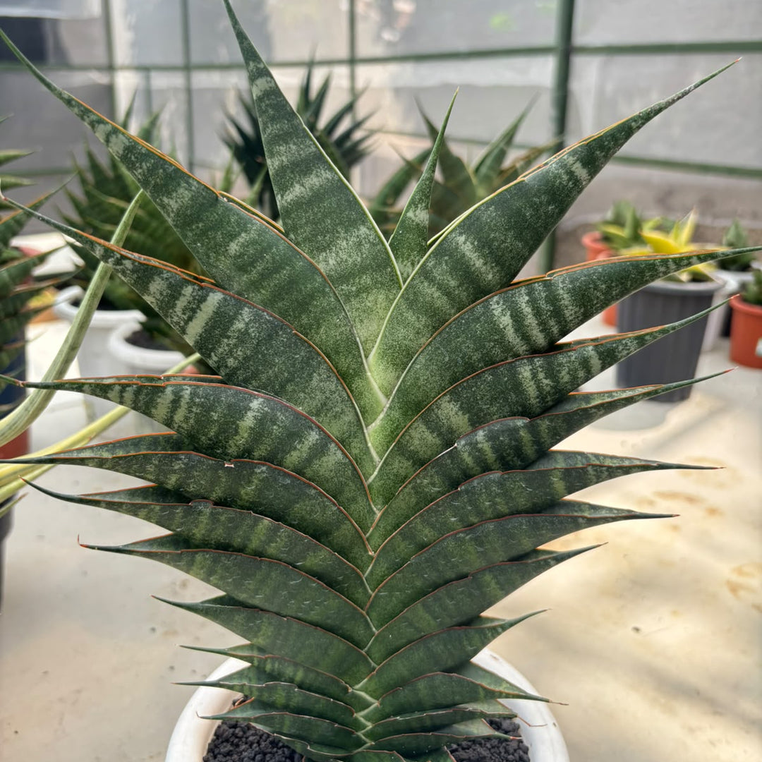 EXACT PLANT S ansevieria Jhodipati BIG