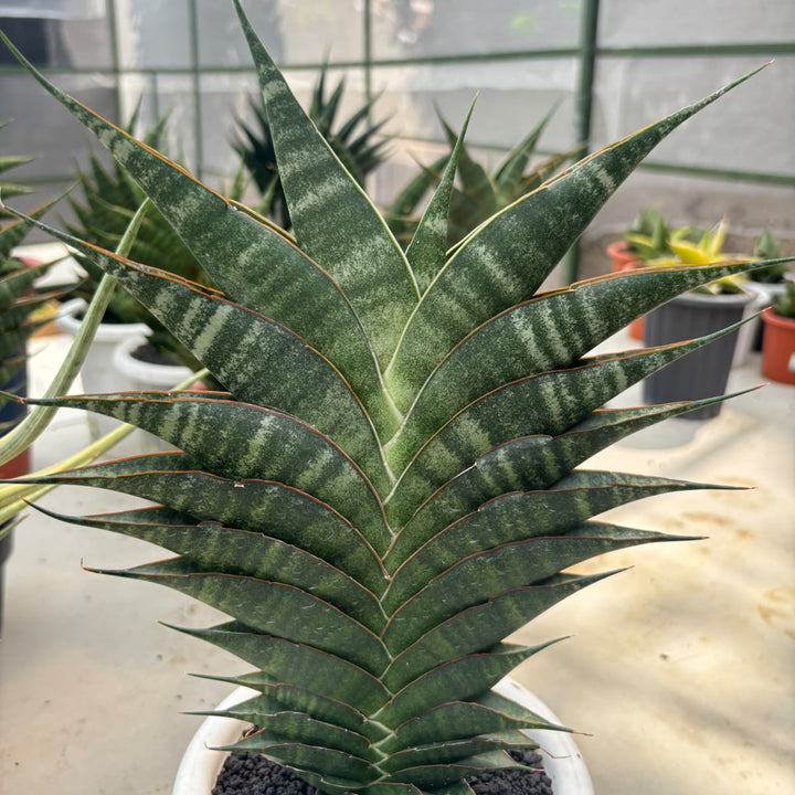 EXACT PLANT S ansevieria Jhodipati BIG