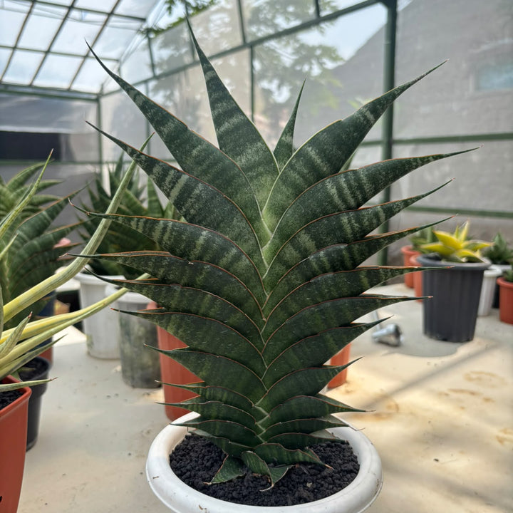 EXACT PLANT S ansevieria Jhodipati BIG