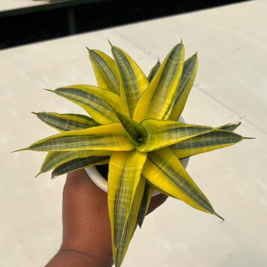 EXACT PLANT Sansevieria  ariela  variegated