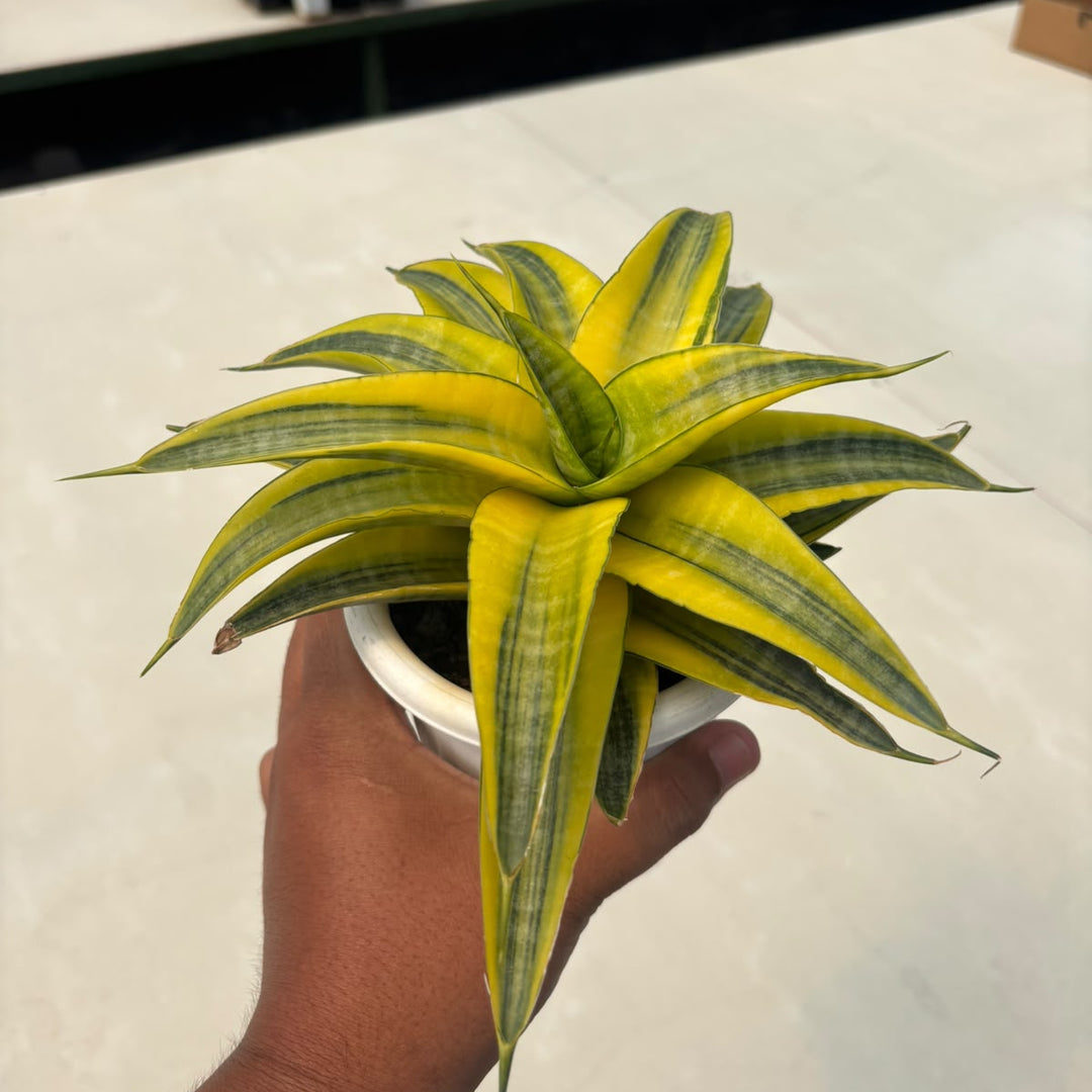 EXACT PLANT Sansevieria  ariela  variegated