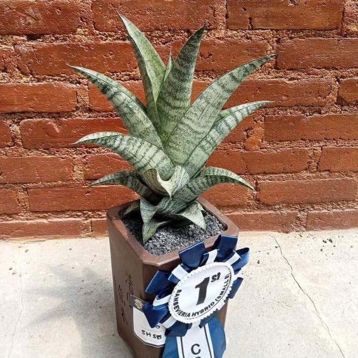 Sansevieria Khetrina