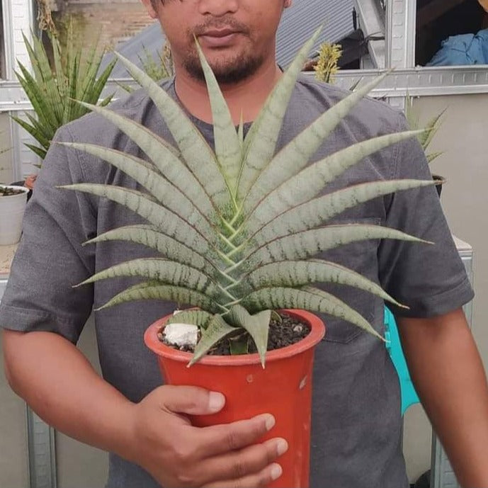 Sansevieria Anjani Blue Ice NGIPAS