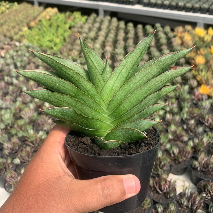 Sansevieria andaman