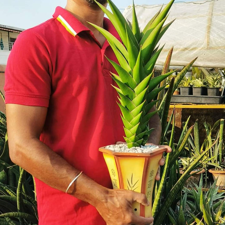 Sansevieria Tower Hybrid