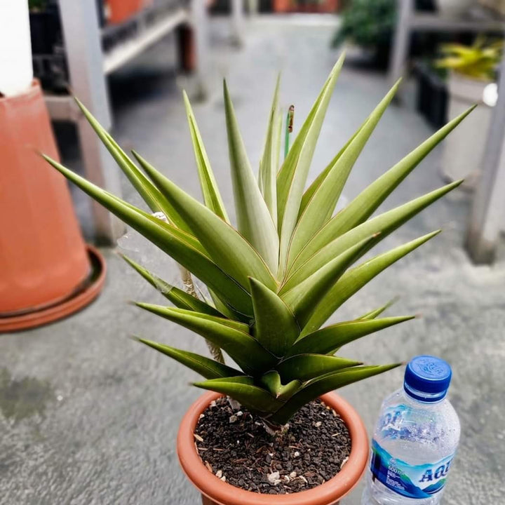 Sansevieria tower silver