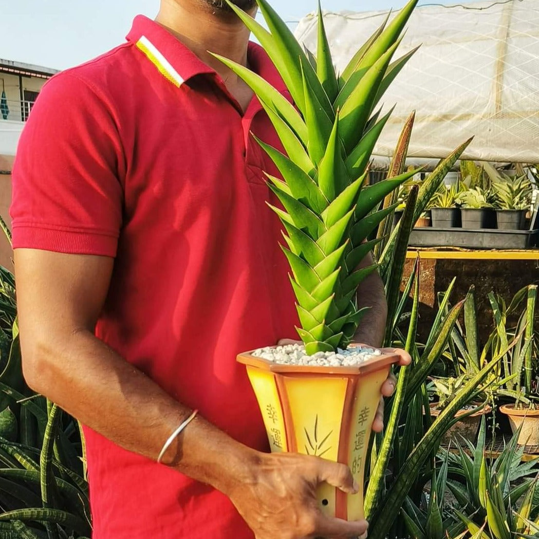 hybrid sansevieria plant Sansevieria Tower Hybrid