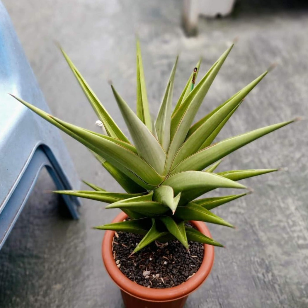 Sansevieria tower silver