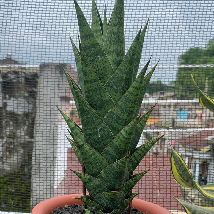 Sansevieria Ratu Saba
