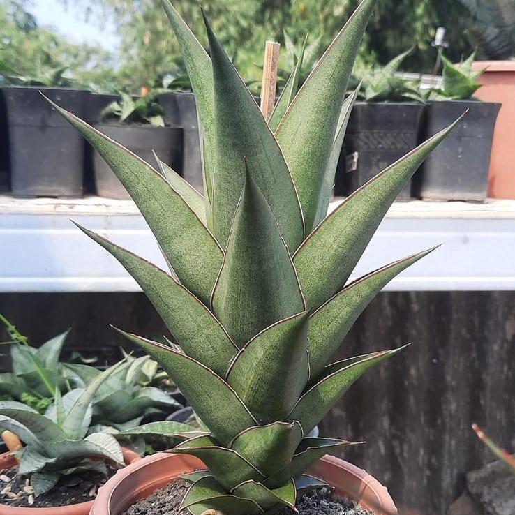 Sansevieria Sonet