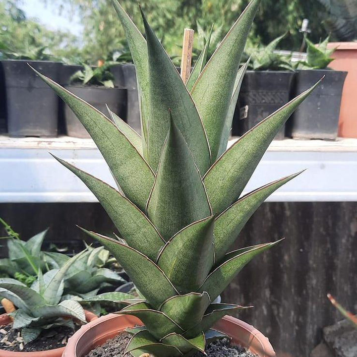Sansevieria Sonet