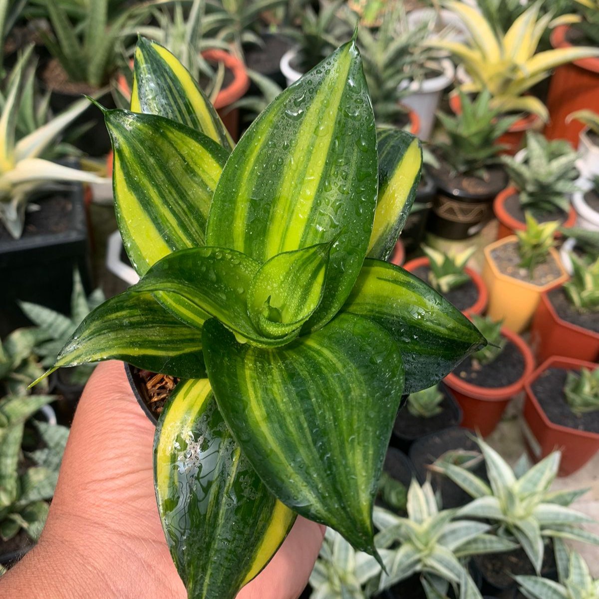 sansevieria comprar Sansevieria Trifasciata Green Mall Variegated – Succulentasia