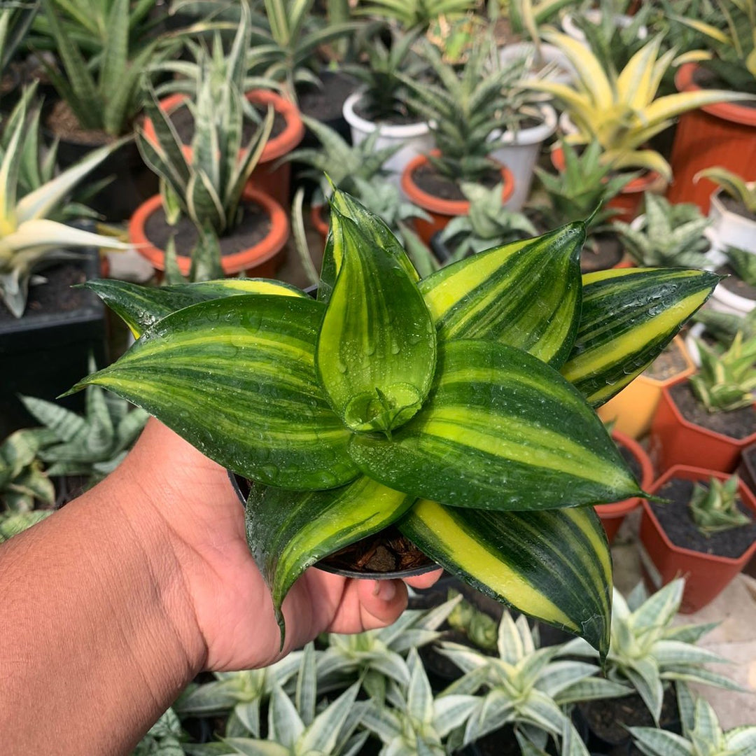 sansevieria trifasciata variegata Sansevieria Trifasciata Green Mall Variegated