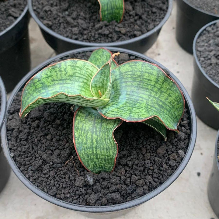 Sansevieria Semanggi